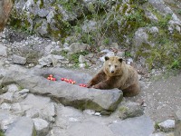 /album/fotogalerie-medvedi-prikop-na-zamku-cesky-krumlov-i-nadvori-zamku/medvedi-prikop-na-zamku-cesky-krumlov2-jpg1/